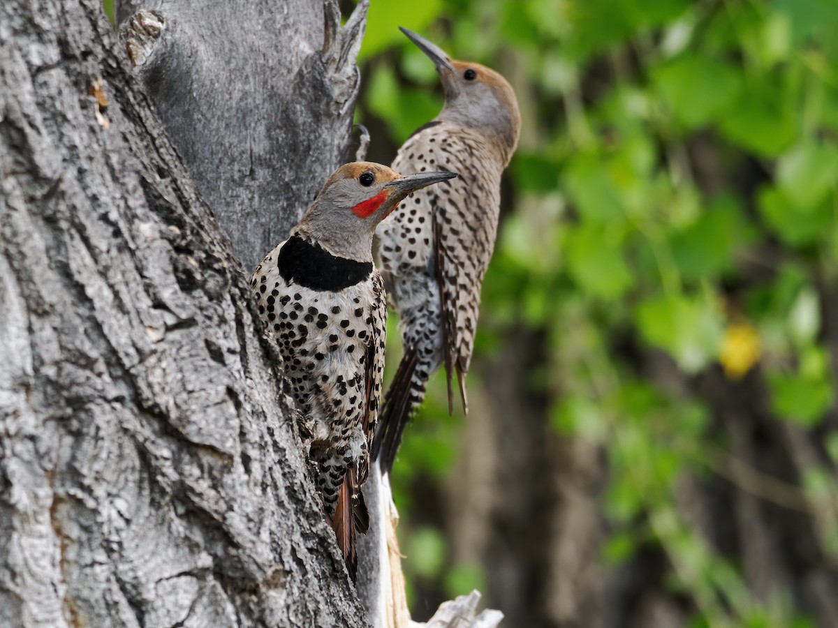 Northern Flicker (Red-shafted) - ML620172827