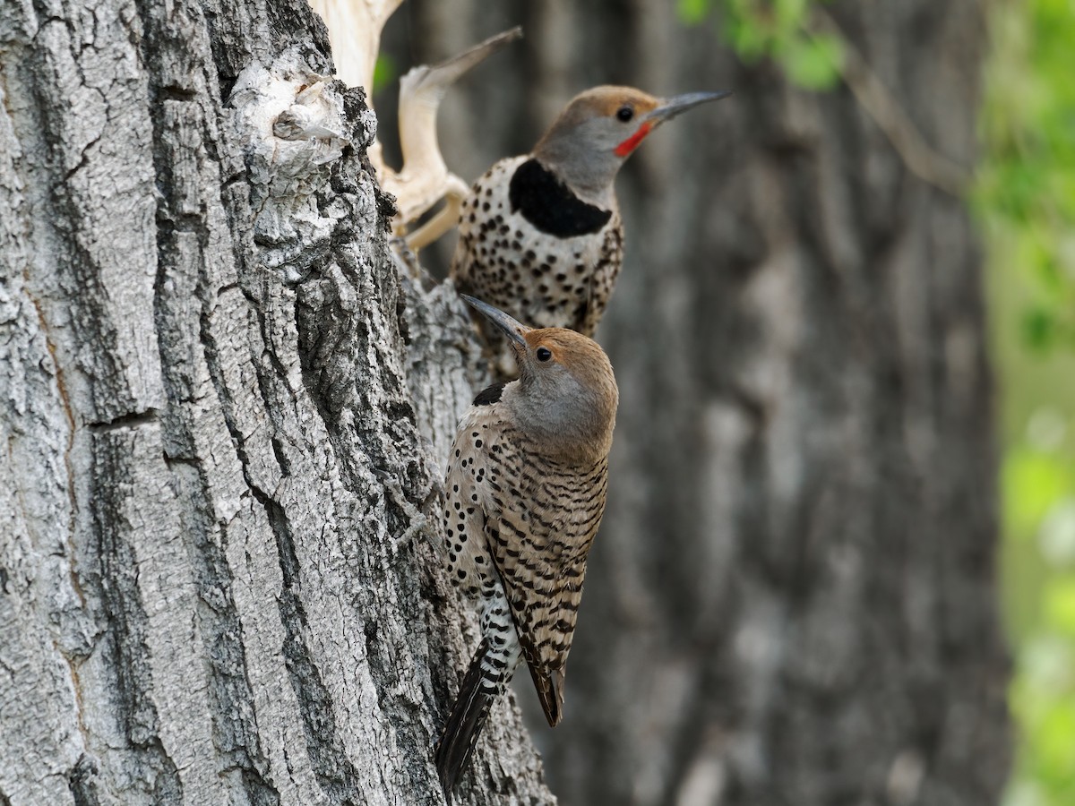 Northern Flicker (Red-shafted) - ML620172828