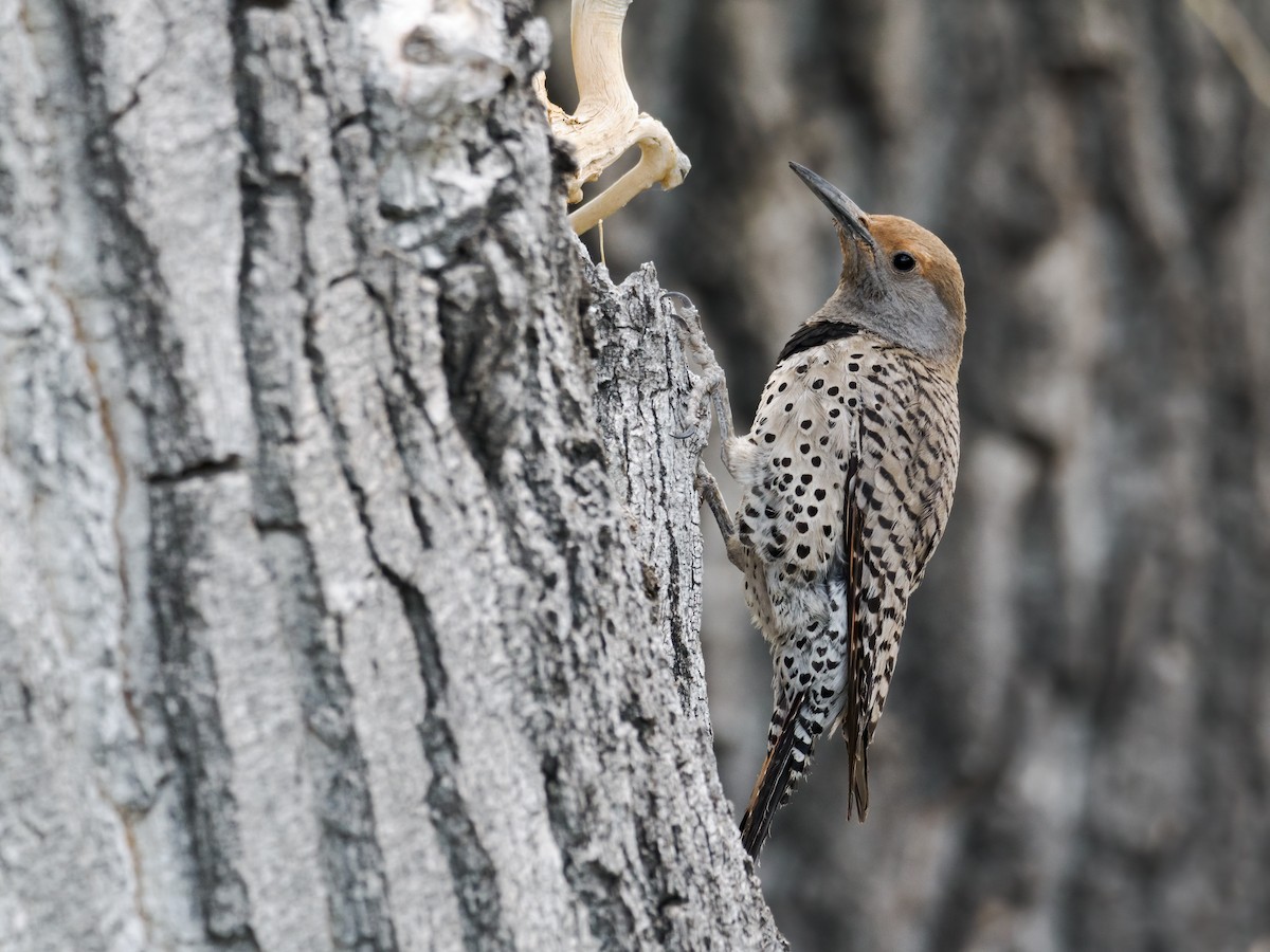 Northern Flicker (Red-shafted) - ML620172829