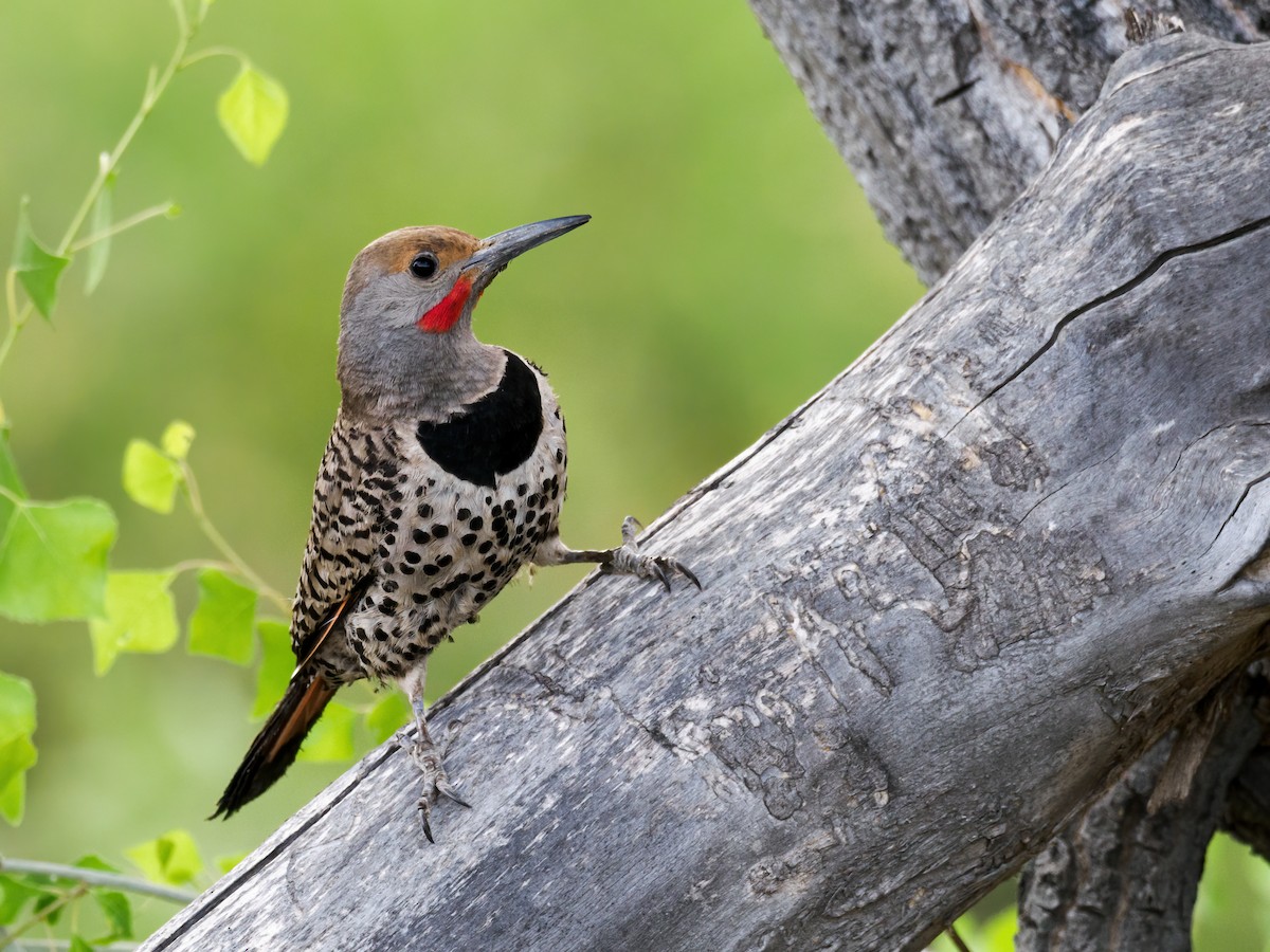 Northern Flicker (Red-shafted) - ML620172830