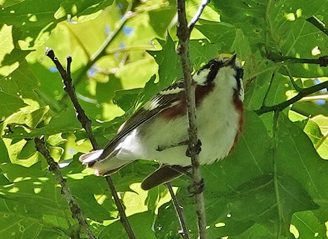 Paruline à flancs marron - ML620172831