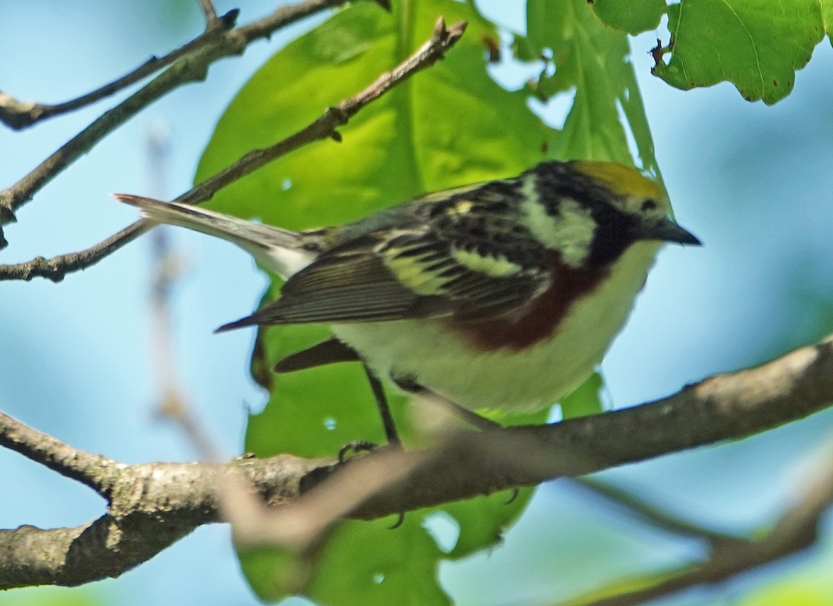 Chestnut-sided Warbler - ML620172837