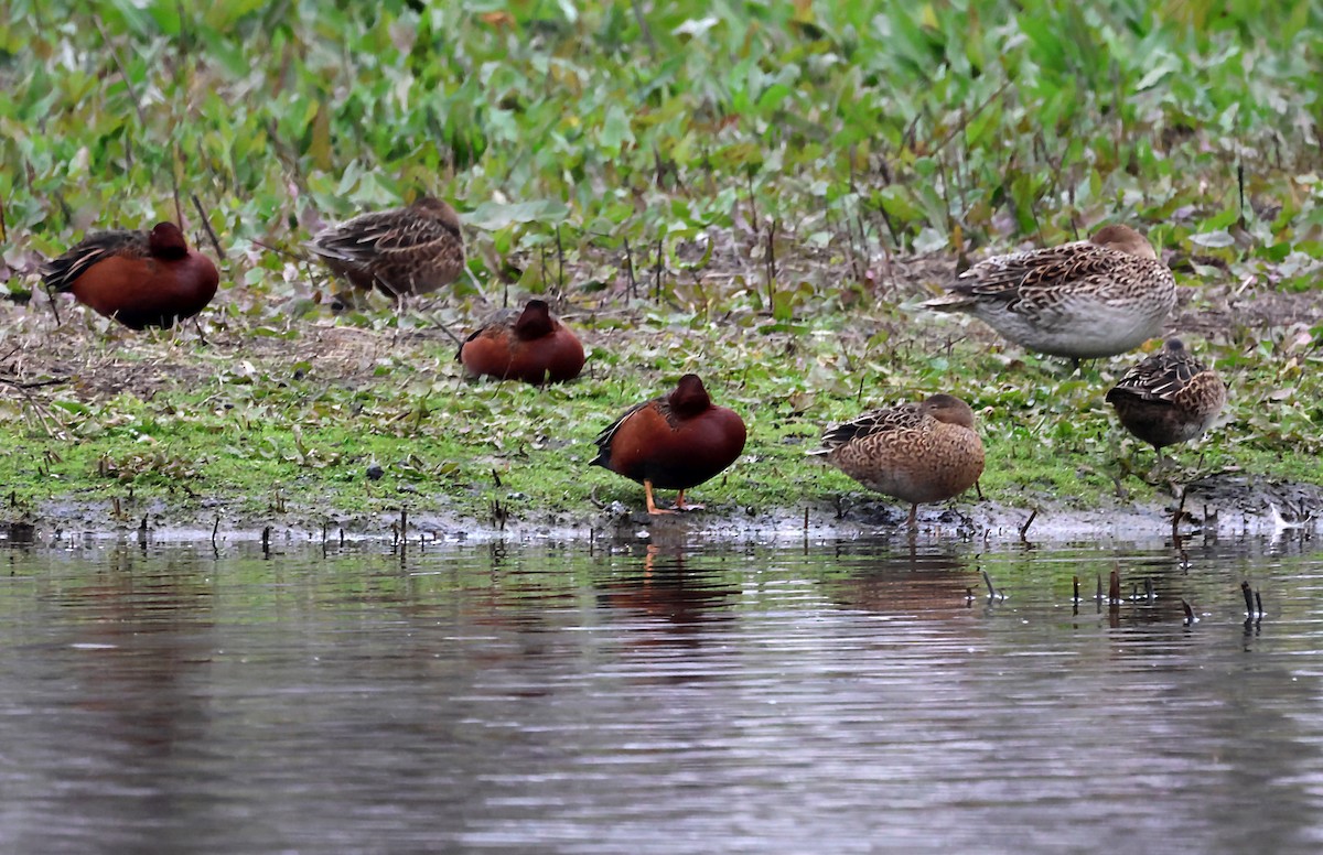 Cinnamon Teal - ML620172841