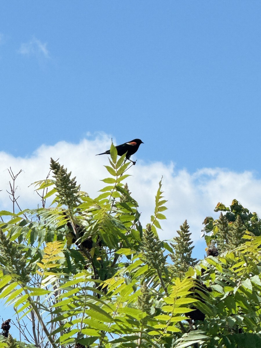 Red-winged Blackbird - ML620172845