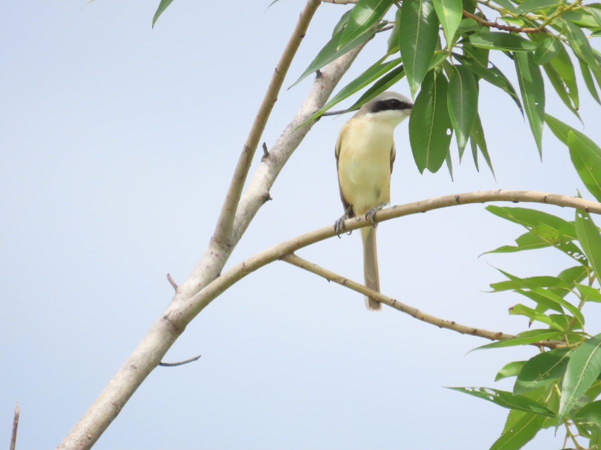 Brown Shrike (Philippine) - ML620172847