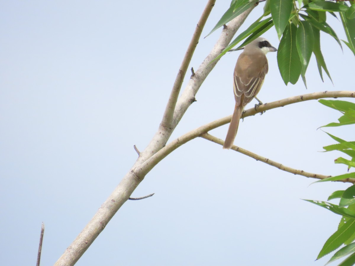 Brown Shrike (Philippine) - ML620172848