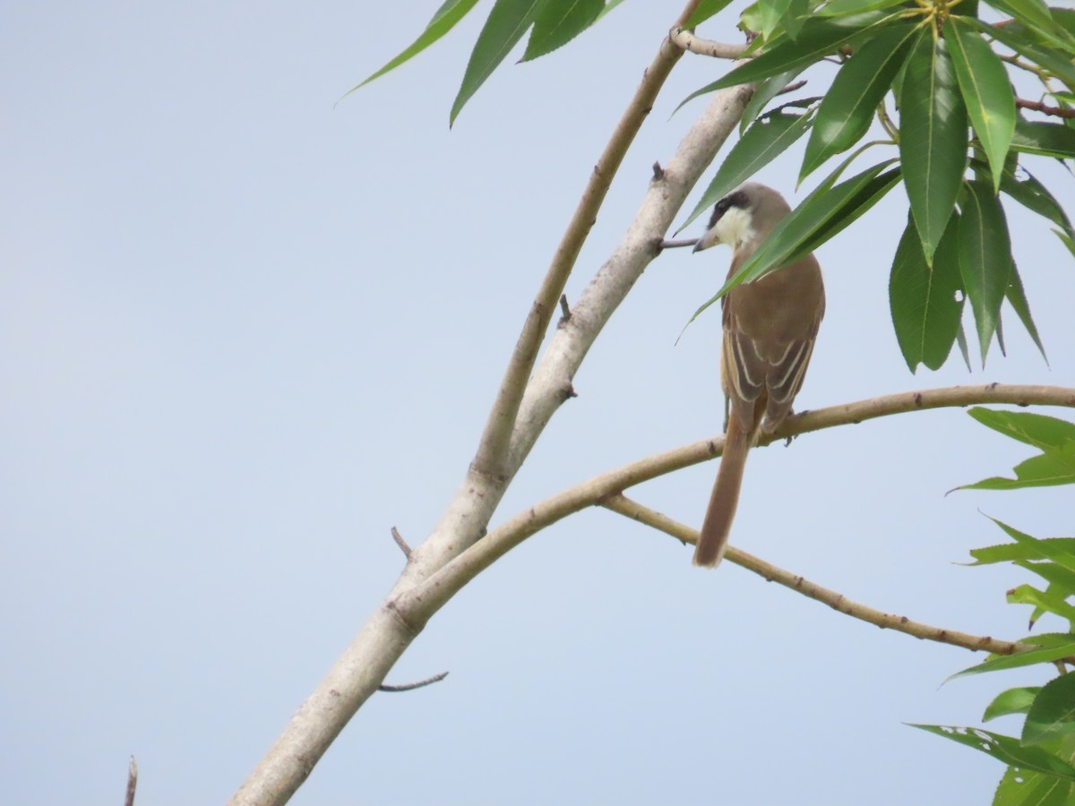Brown Shrike (Philippine) - ML620172849