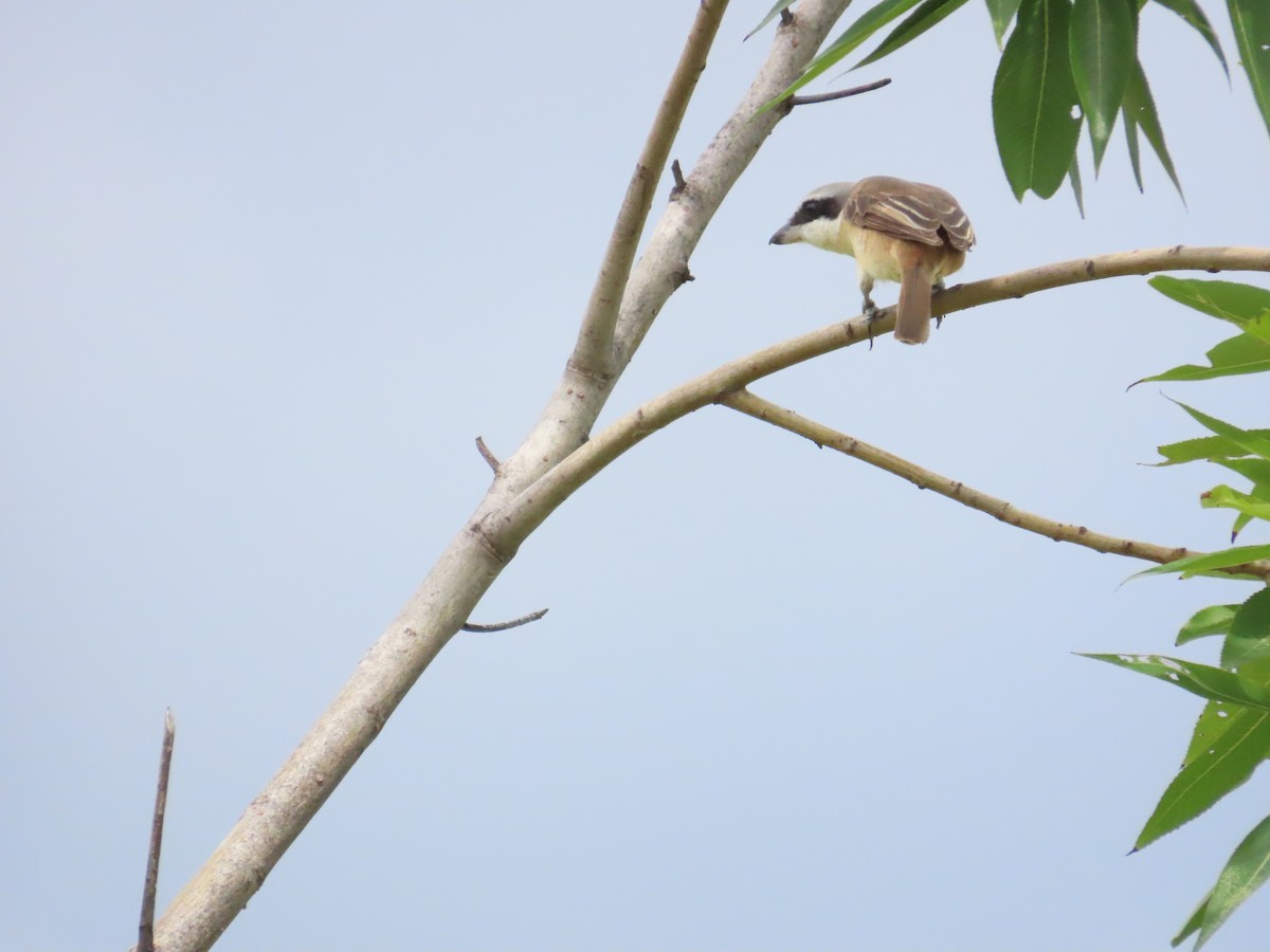 Brown Shrike (Philippine) - ML620172850