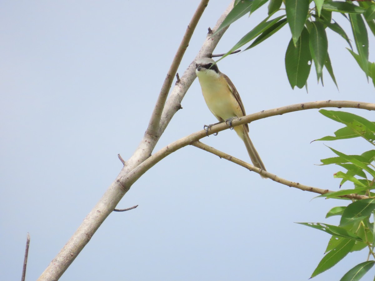 Brown Shrike (Philippine) - ML620172851