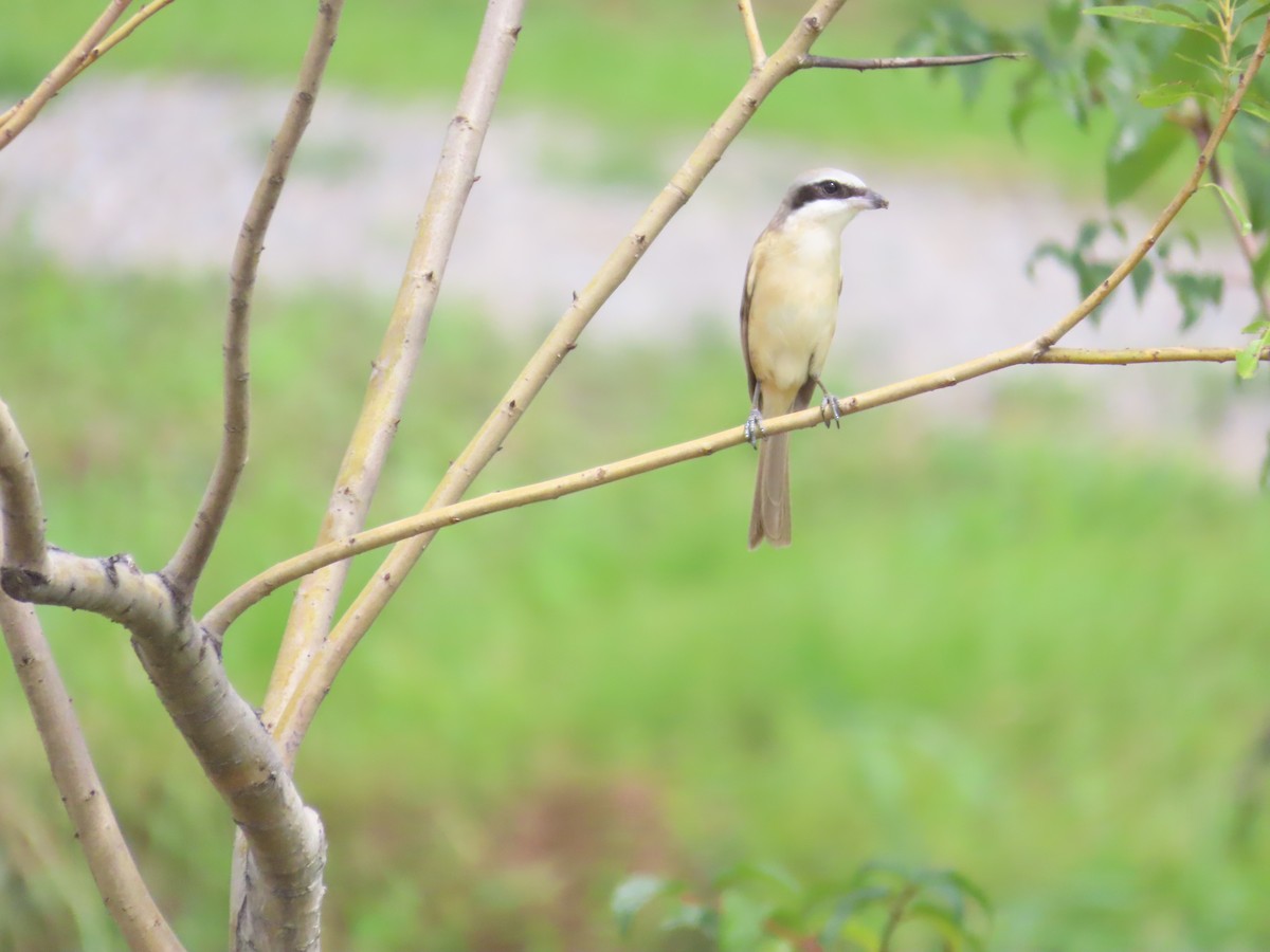 Brown Shrike (Philippine) - ML620172852