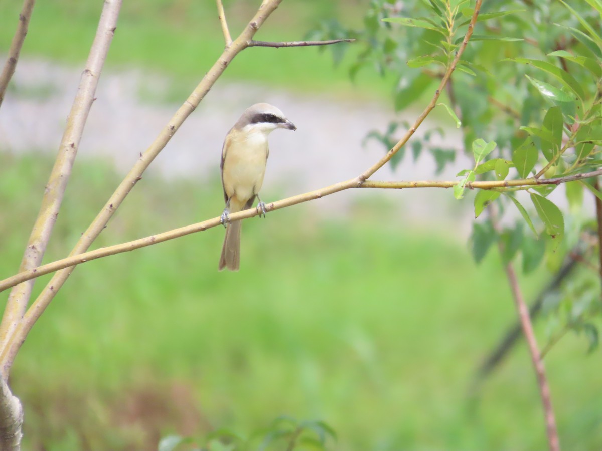 Brown Shrike (Philippine) - ML620172853