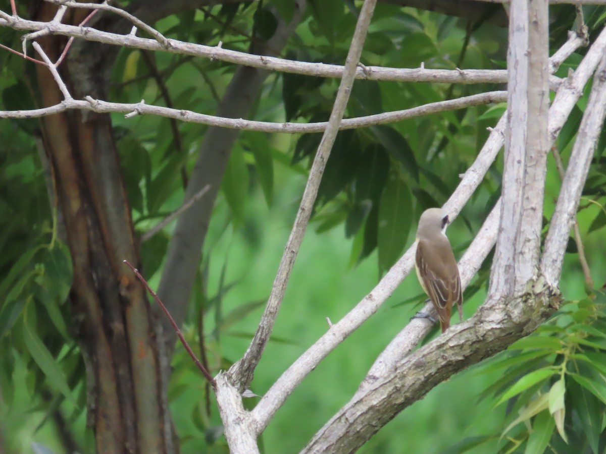 Brown Shrike (Philippine) - ML620172857