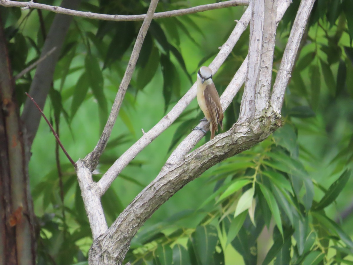 Brown Shrike (Philippine) - ML620172858