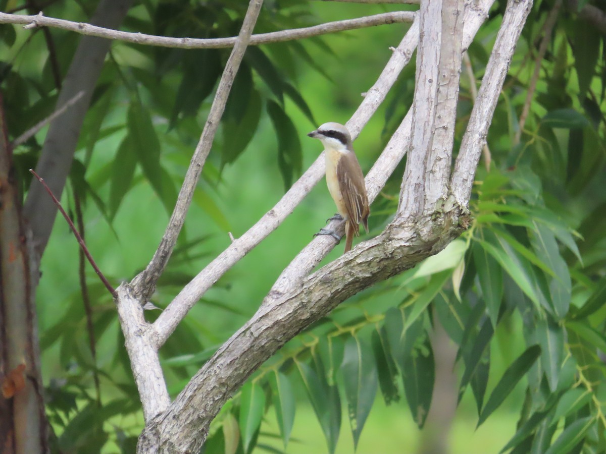 Brown Shrike (Philippine) - ML620172859