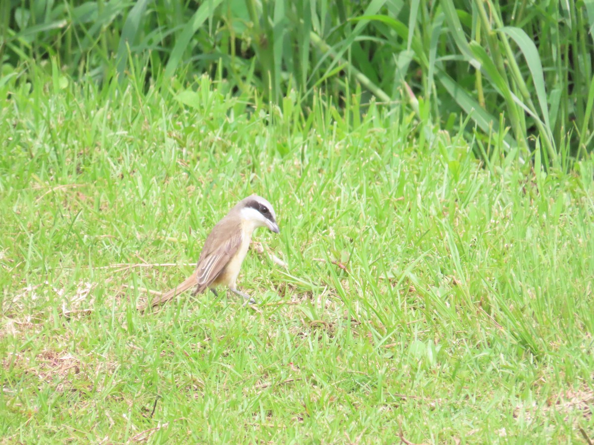 Brown Shrike (Philippine) - ML620172862