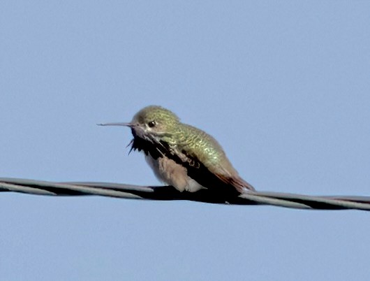 Calliope Hummingbird - ML620172868