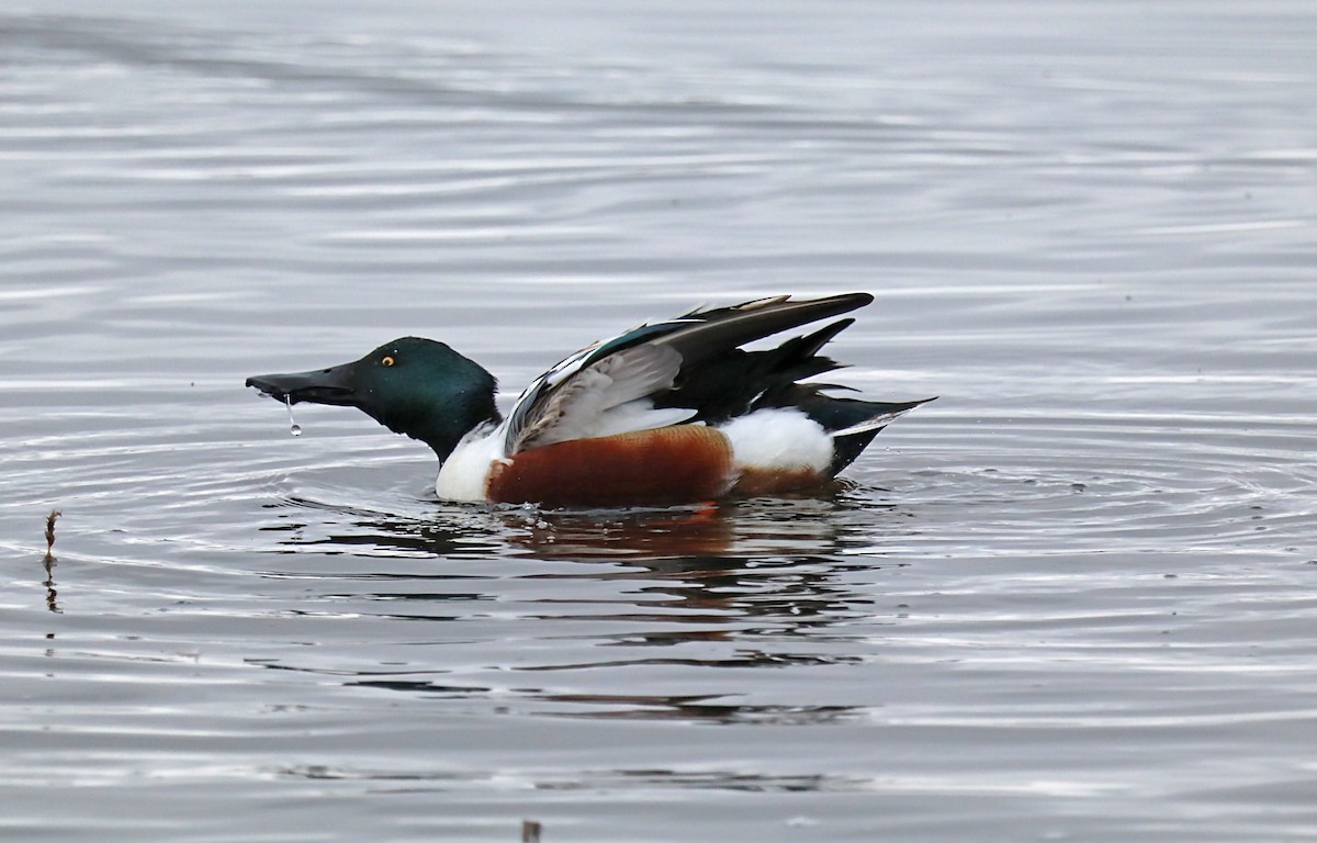 Northern Shoveler - ML620172869