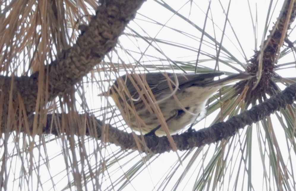 Yellow-rumped Warbler - ML620172874