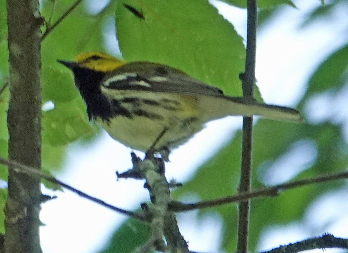 Black-throated Green Warbler - ML620172876