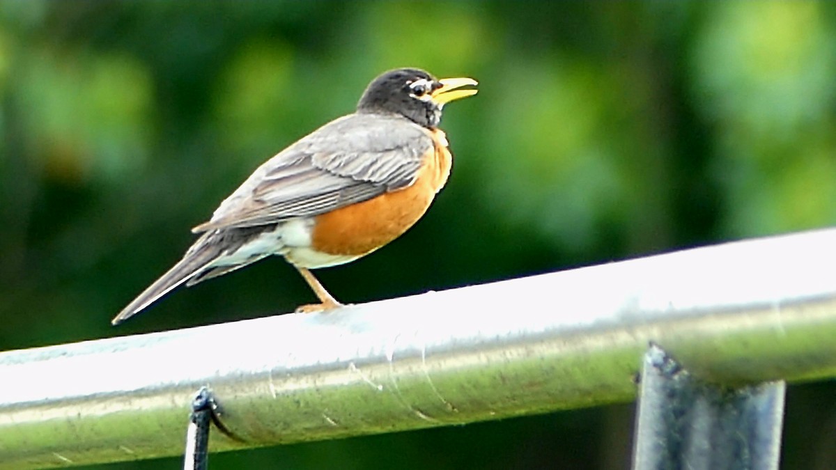 American Robin - ML620172880