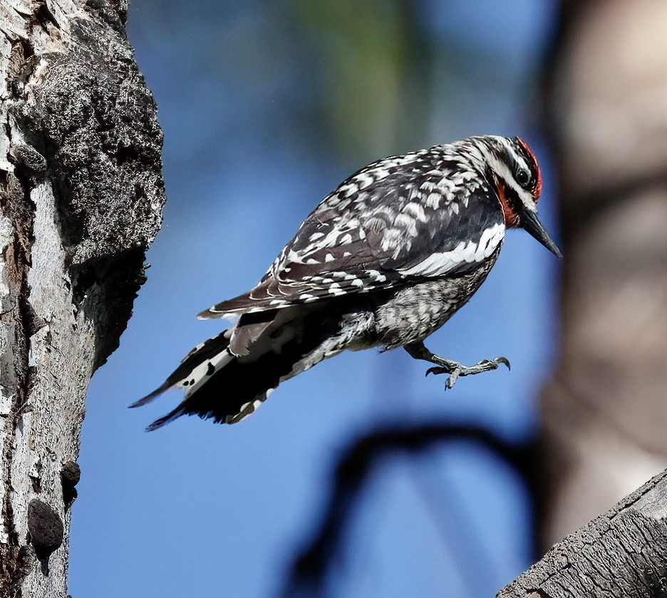 Red-naped Sapsucker - ML620172888