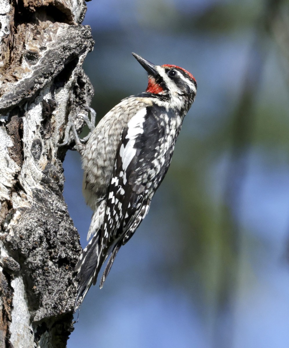 Red-naped Sapsucker - ML620172891