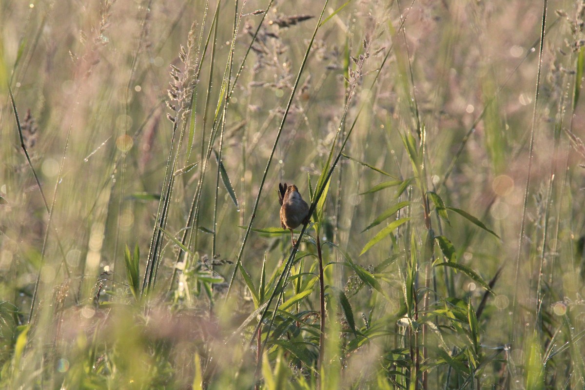 Sedge Wren - ML620172895