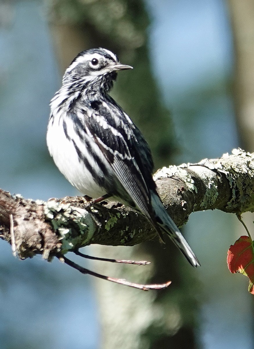 Black-and-white Warbler - ML620172917