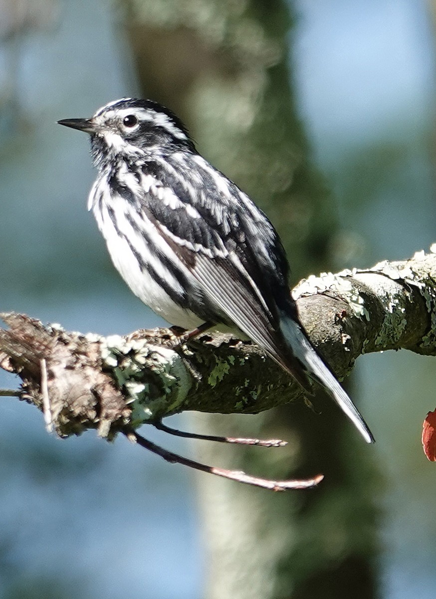 Black-and-white Warbler - ML620172918