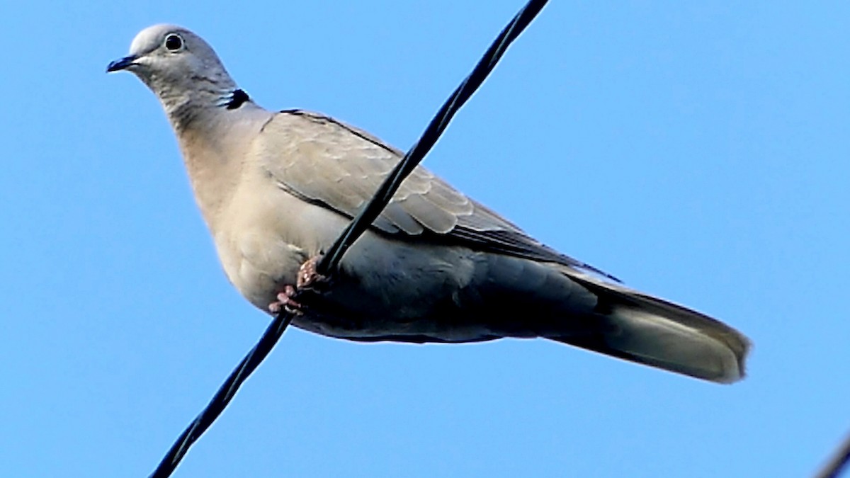 Eurasian Collared-Dove - ML620172922