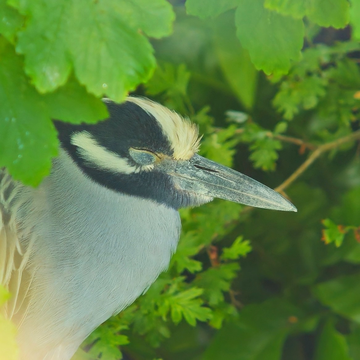 Yellow-crowned Night Heron (Yellow-crowned) - ML620172923