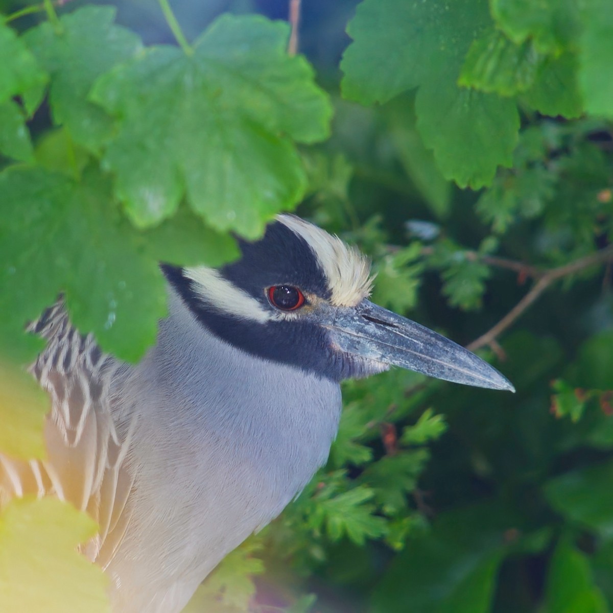 Yellow-crowned Night Heron (Yellow-crowned) - Michael Hoit