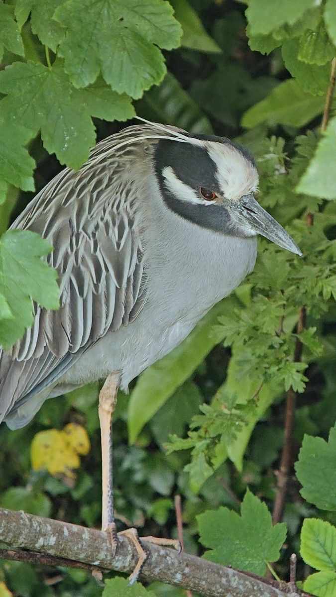 Yellow-crowned Night Heron (Yellow-crowned) - Michael Hoit