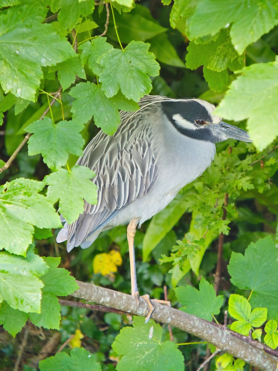 Yellow-crowned Night Heron (Yellow-crowned) - ML620172927