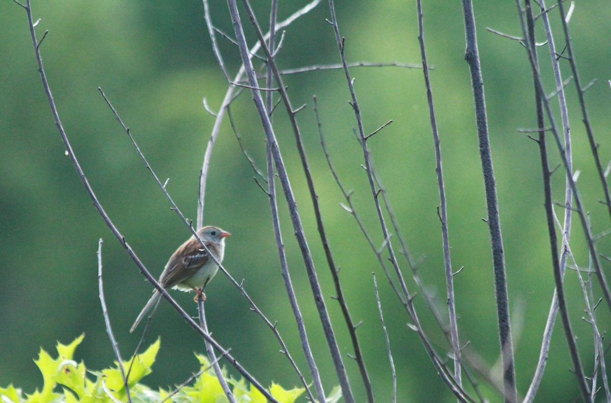 Field Sparrow - ML620172948