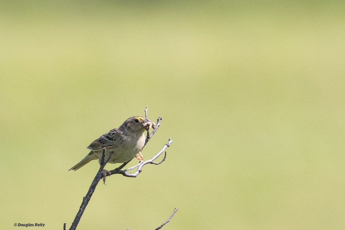 Grasshopper Sparrow - ML620172958