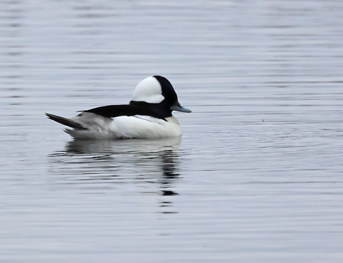 Bufflehead - ML620172962