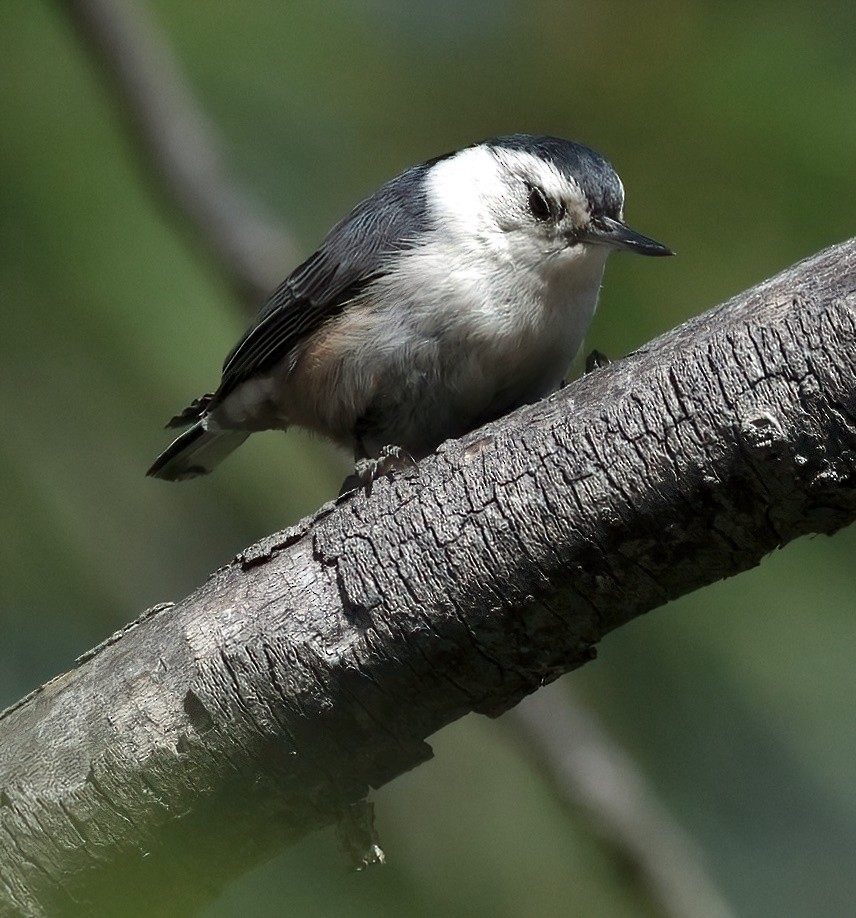 White-breasted Nuthatch - ML620172965