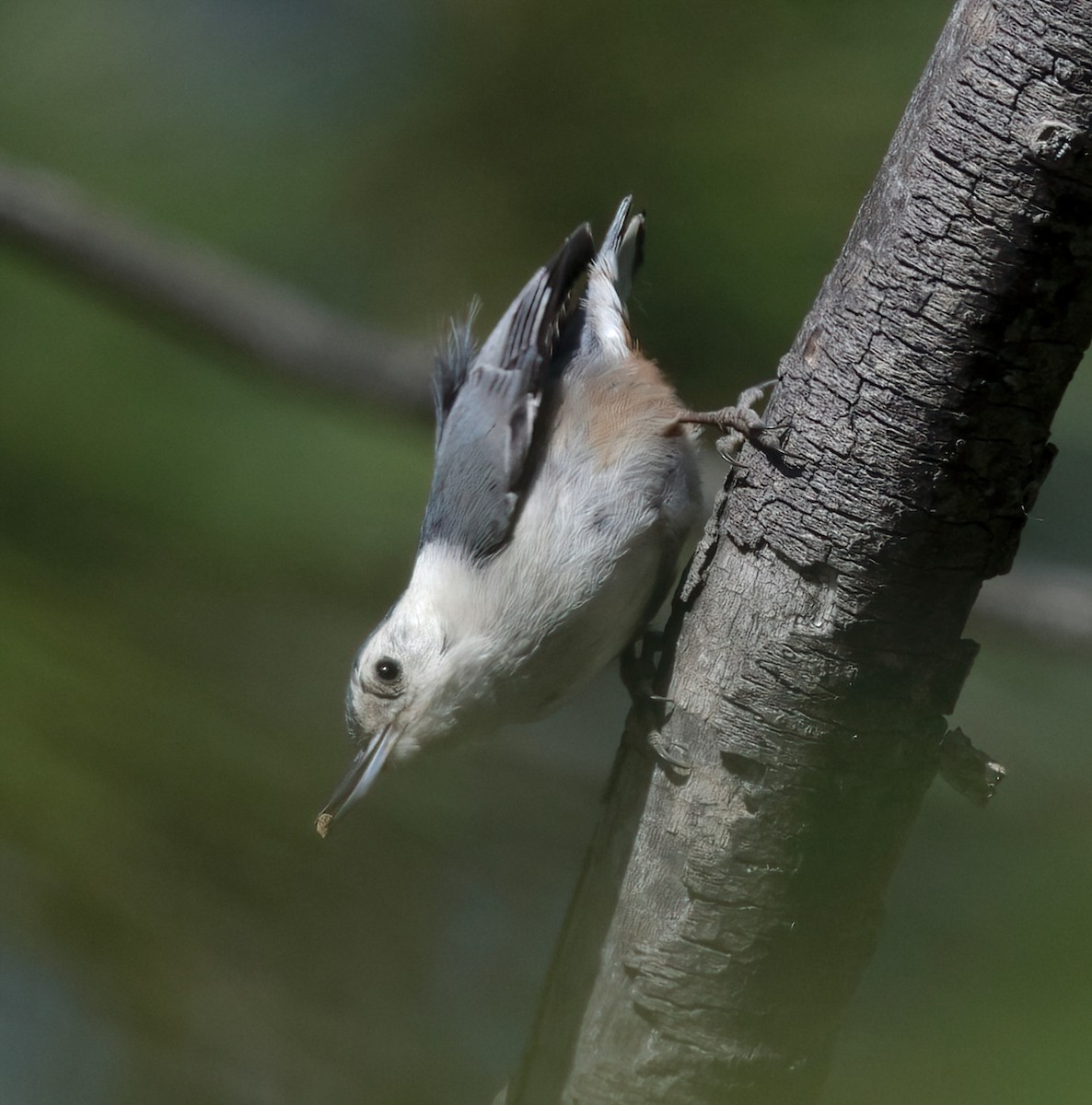 White-breasted Nuthatch - ML620172967