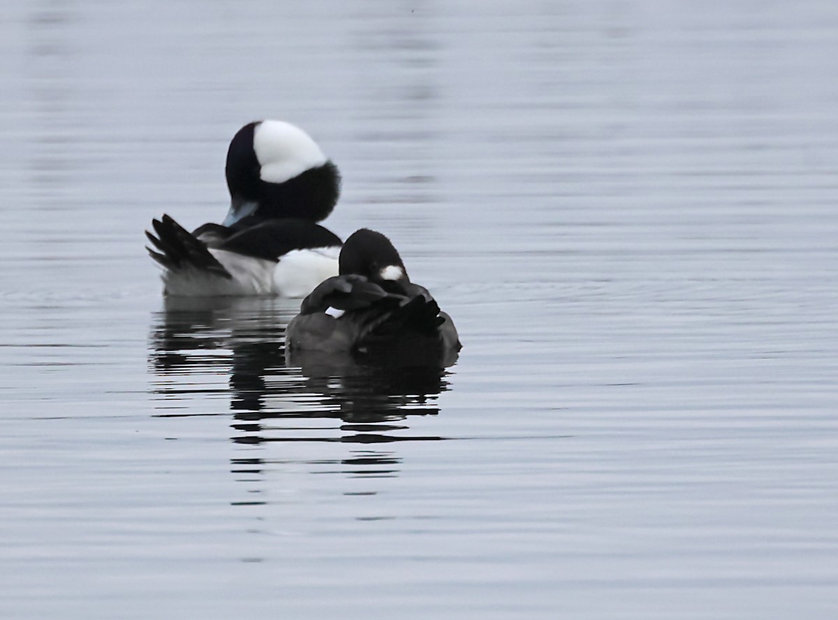 Bufflehead - Karen Skelton