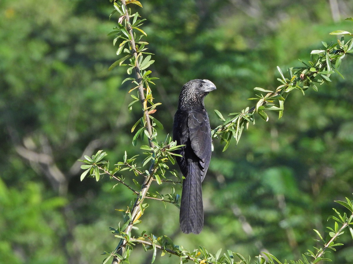 Smooth-billed Ani - ML620172971