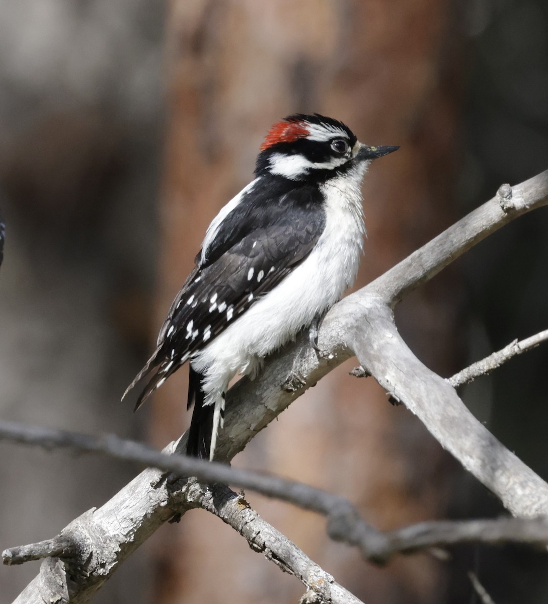 Downy Woodpecker - ML620172980