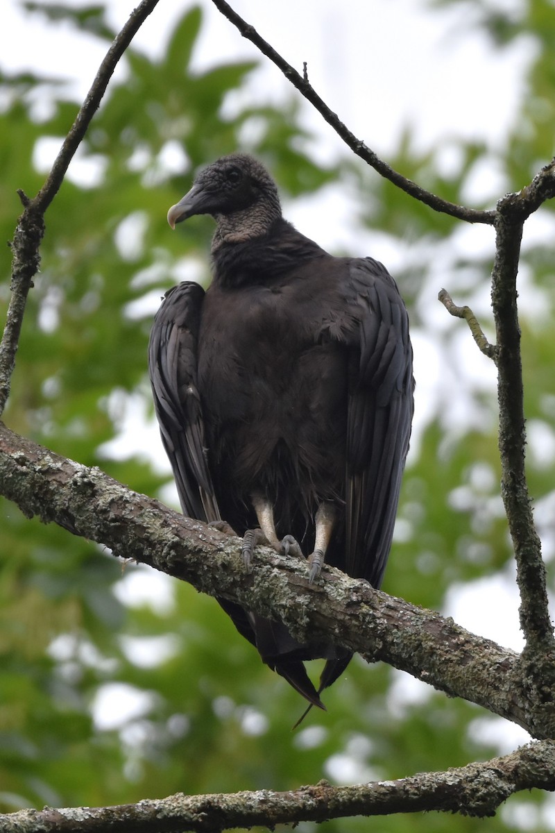 Black Vulture - ML620172982