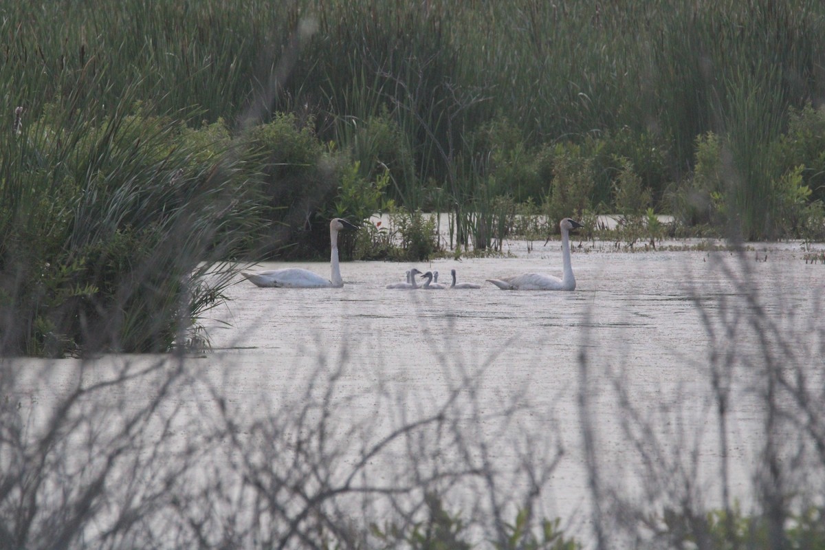 Trumpeter Swan - ML620172983