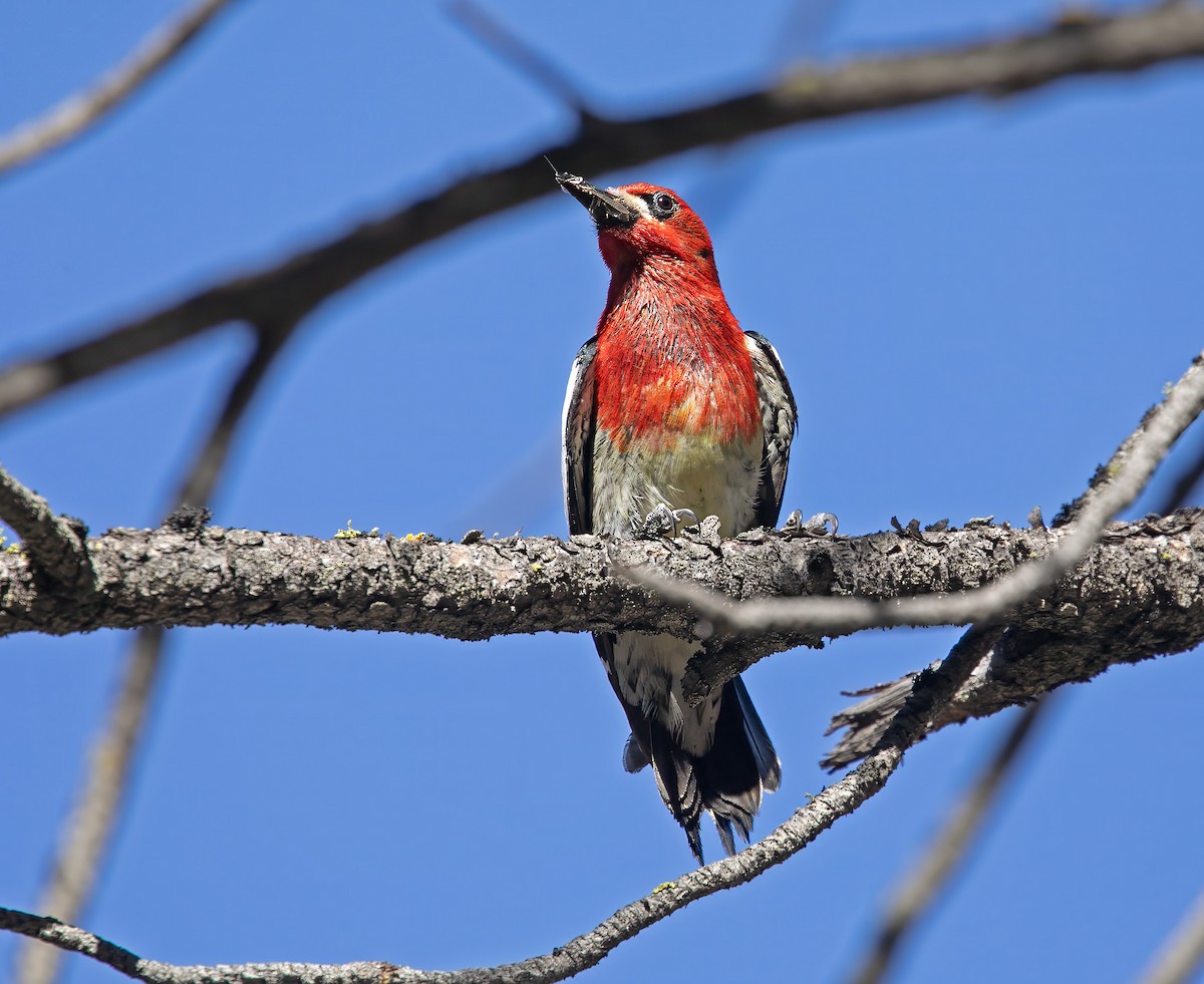 Red-breasted Sapsucker - ML620172985