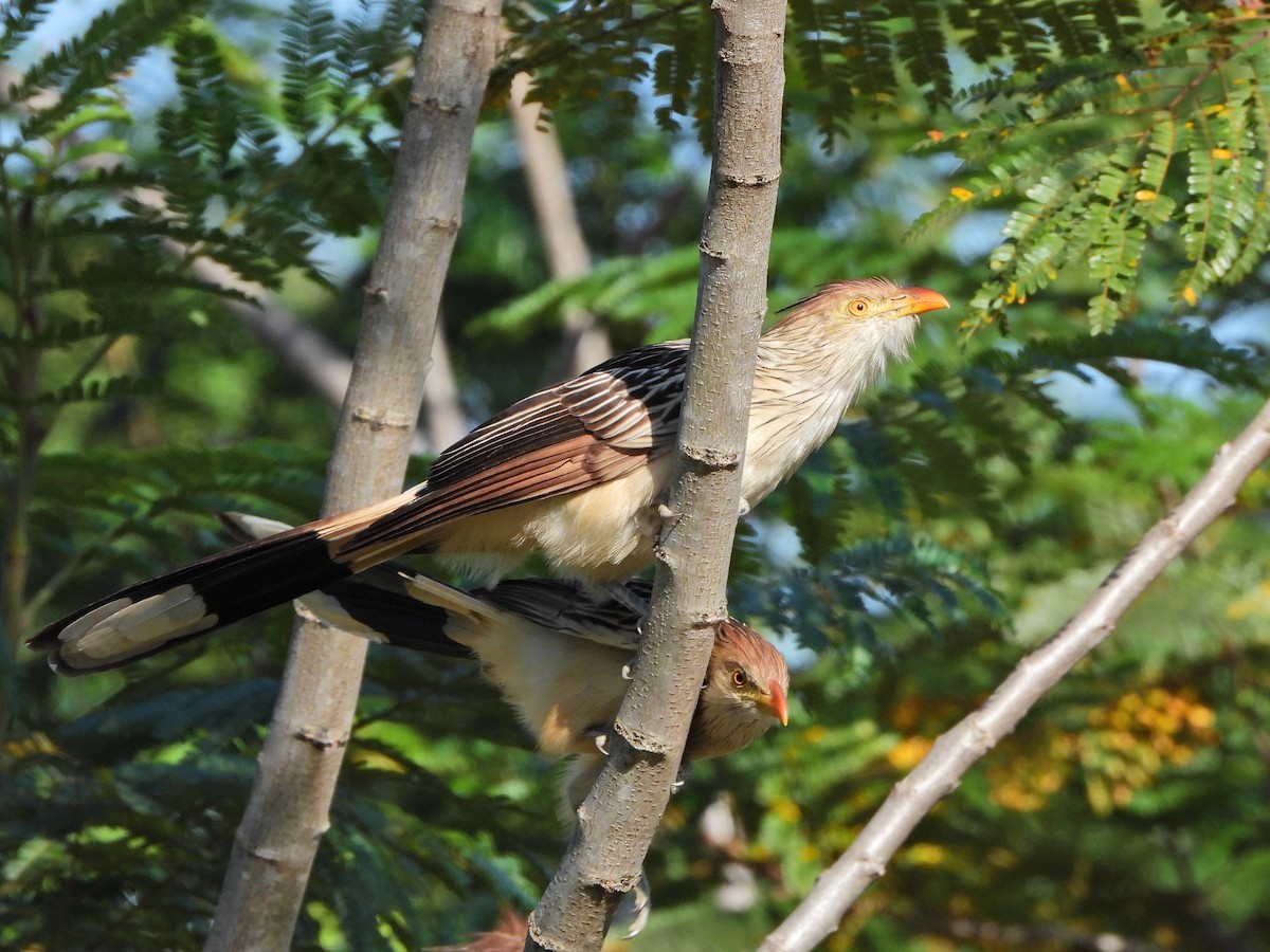 Guira Cuckoo - ML620172987