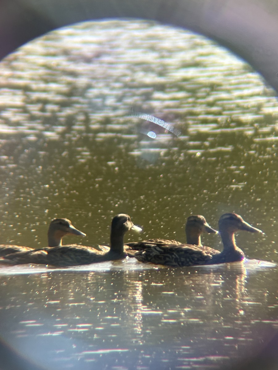 Mallard - ML620172997