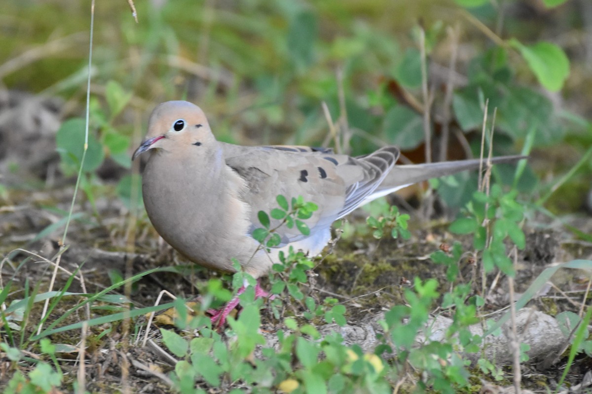 Mourning Dove - ML620173014