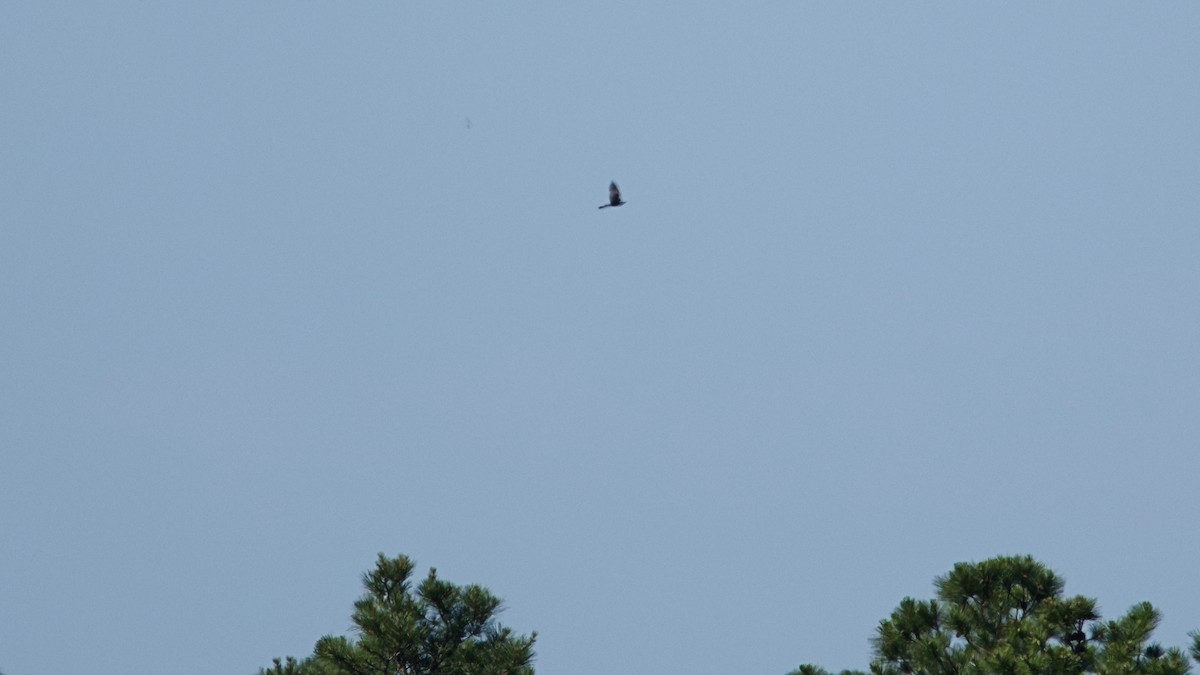 Mississippi Kite - ML620173016