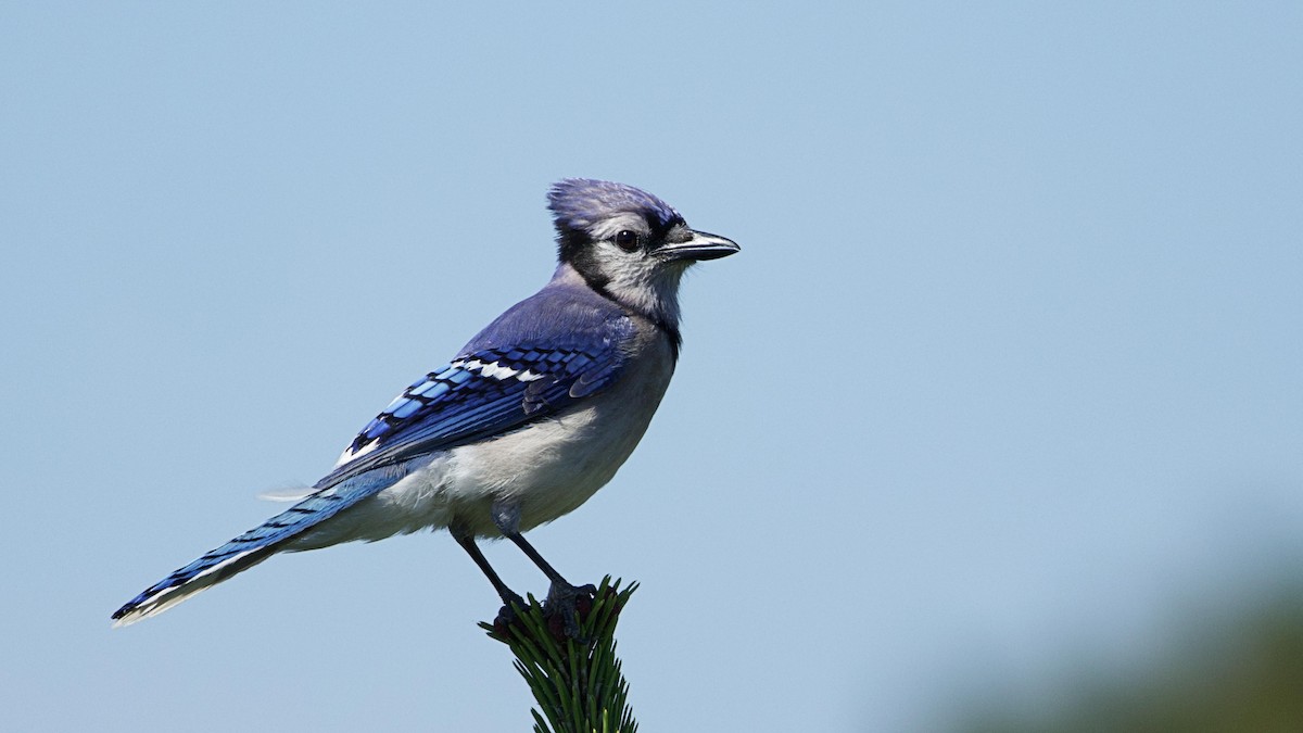 Blue Jay - Gregory Gough 🦚